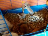 MOV01167 lapin bélier nain angora teddy et ses bébés