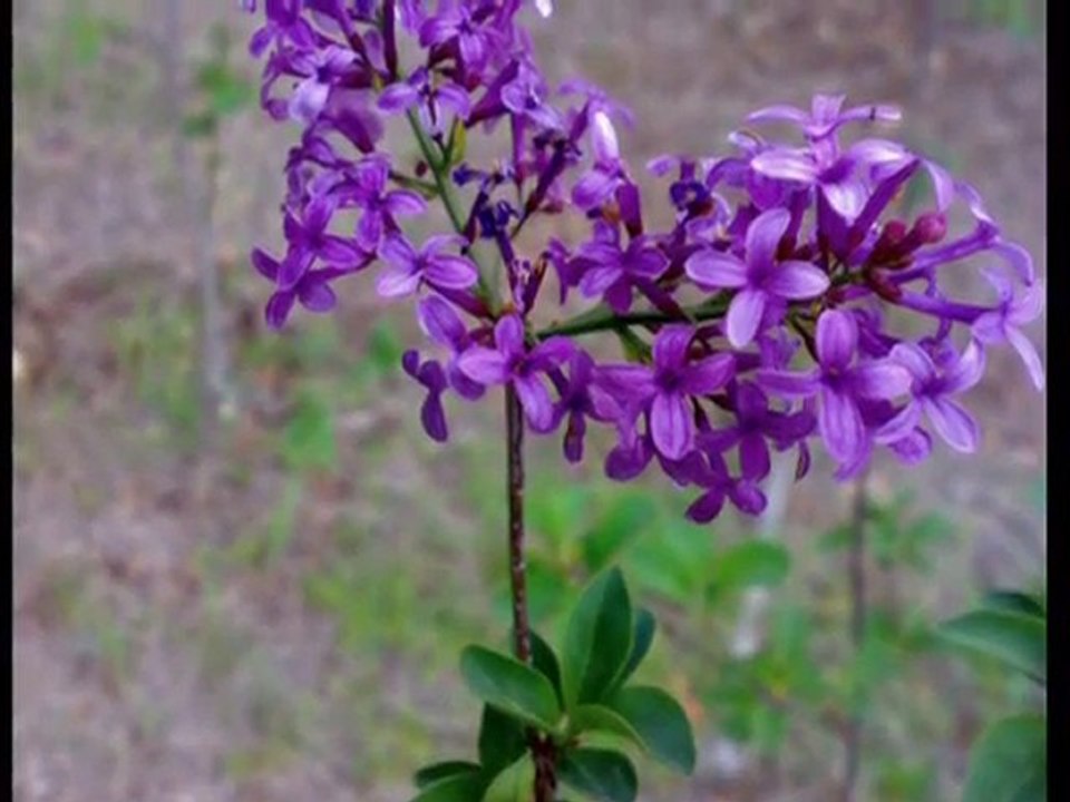 AHMET KAYTANCI---SEN HİÇ DEĞİŞMEMİŞSİN