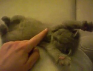 chaton trop mignon en plein rêve