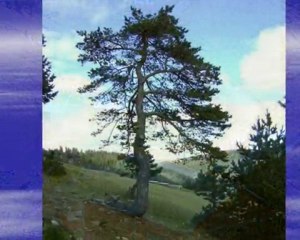 Doğankent Doymuşköyü ve yayla Tanıtım video-1