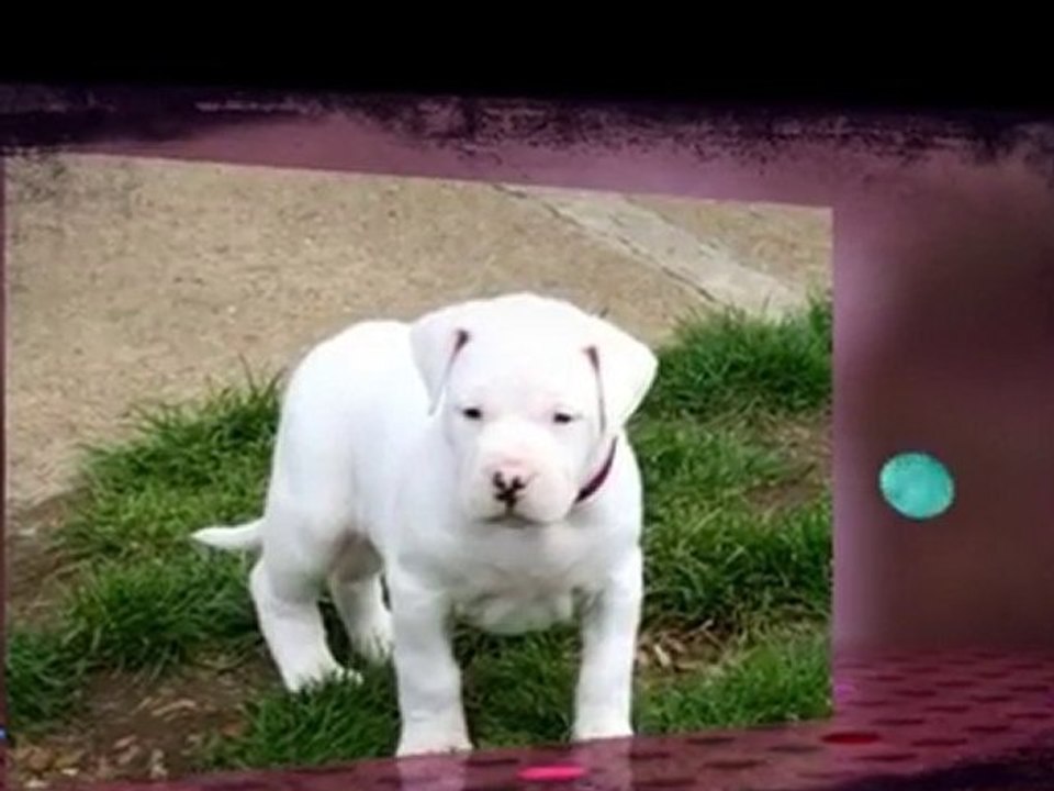 CHIOT DOGUE ARGENTIN