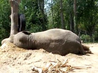 Elephant du zoo d'Amiens(mai 2010)