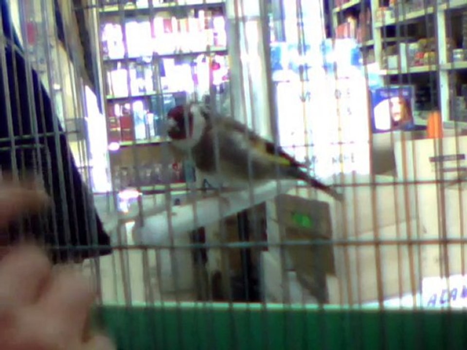 chardon kabyle tizi ouzou