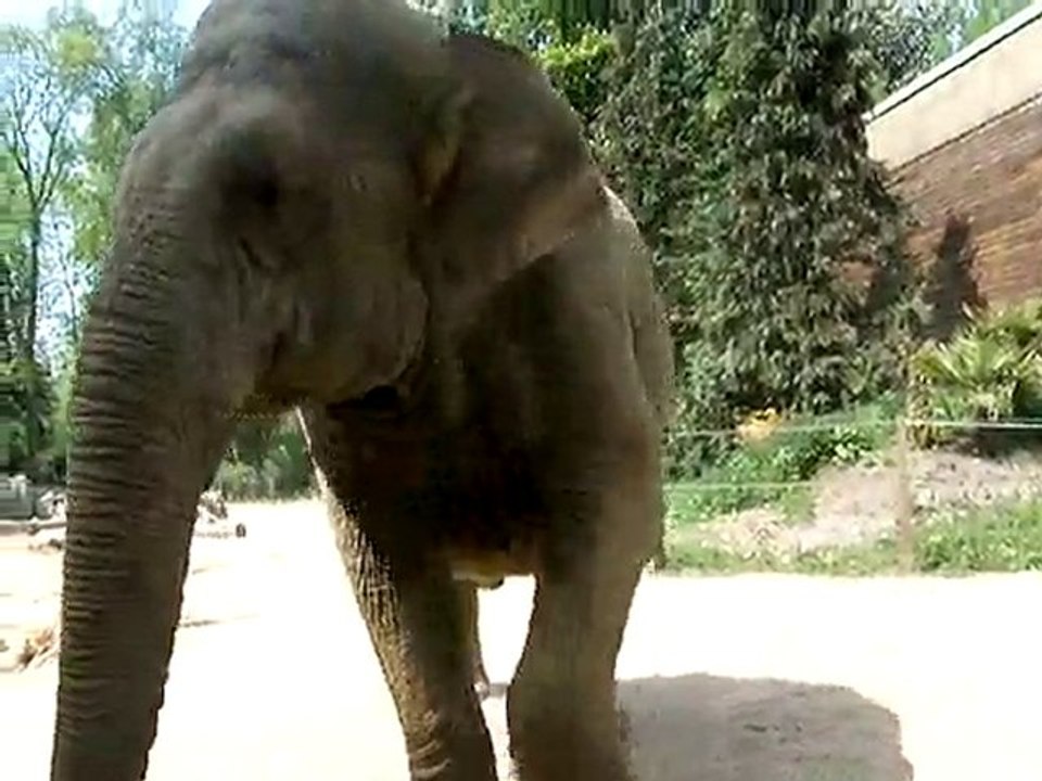 Elephant du zoo d'Amiens (mai 2010)