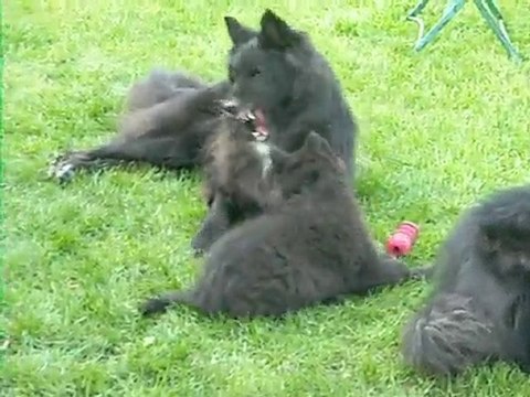 Femelle bleue, 9 semaines, jouant avec sa mère Volga