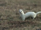 Un Hiver dans l'Ain ( Animaux, Faune sauvage)