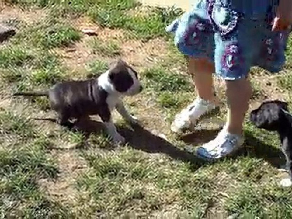 sortie des chiots 2