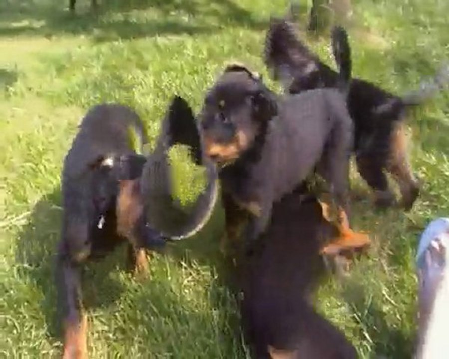 nos beauceronnes joue dans le jardin