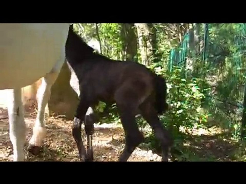 Naissance du poulain de Patchaka le 20-05-2010