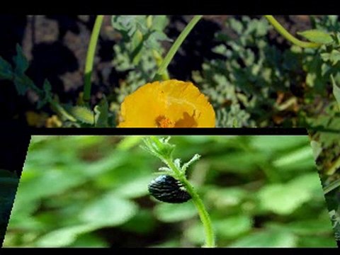 photos de la nature par les membres leschtiscarpistes