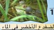 Learn Arabic-Learn with Arabic amphibians and reptiles video