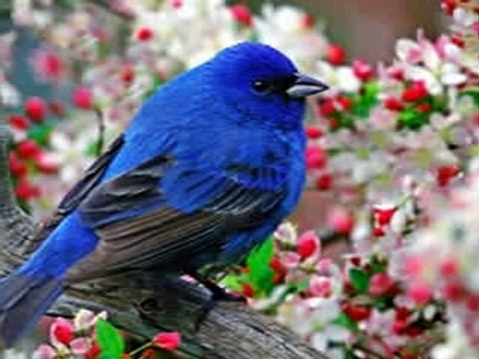 Kızılırmak - Denizlere (Tay) Mükemmel