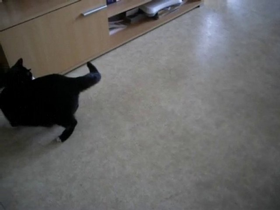mon chat calinou