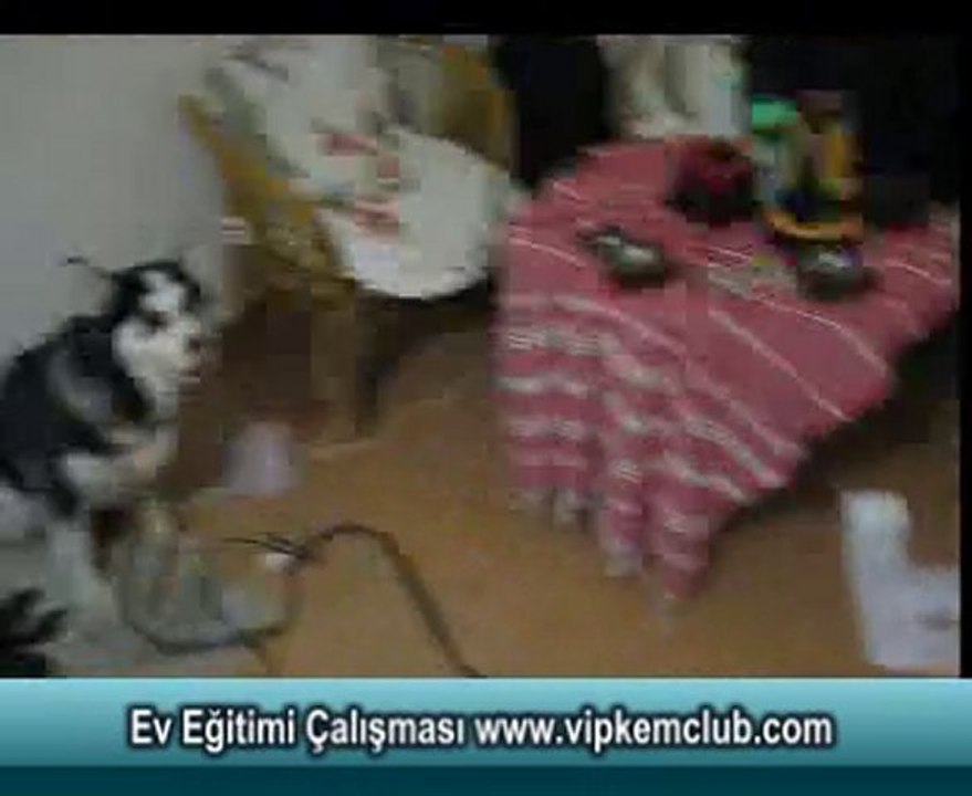 Köpek Ev Eğitimi