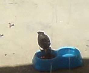 Un nouveau concurant pour les chats!!!