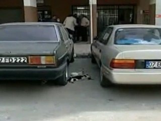 Un chat tente de réanimer sa compagne