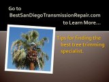 San Diego Tree Trimmers