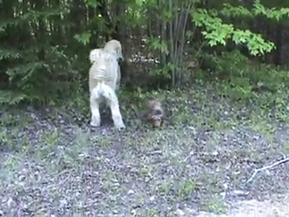 chiens heureux