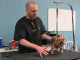Dog Grooming Redondo Beach | The Studly Pooch