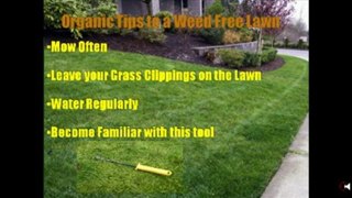 Remove Dandelion Weeds from Your Winnipeg lawn without Chem