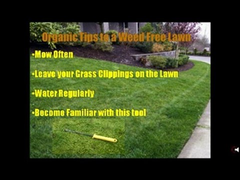 Remove Dandelion Weeds from Your Winnipeg lawn without Chem