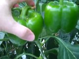 Greenhouse peppers- 4 mths after planting (part2).