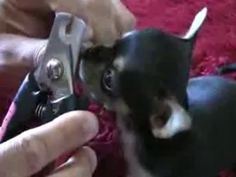 Videos limpieza oidos Cachorros chihuahuas Mini