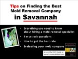 Savannah Mold Removal Companies – Free Guide - Protect Yo