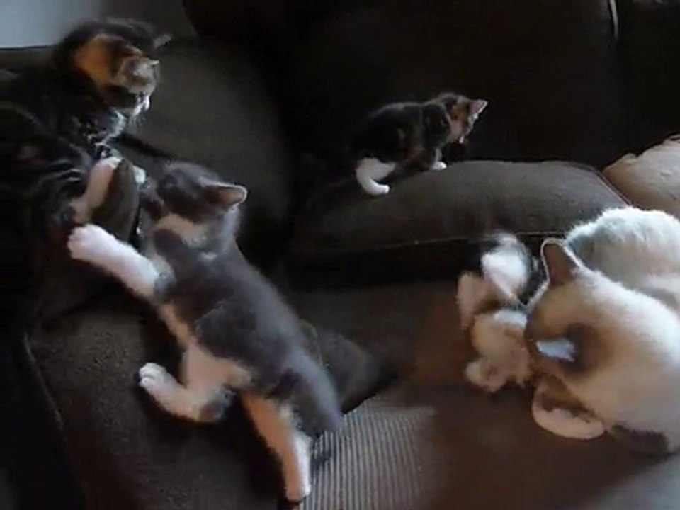 chatons 21/05/2010