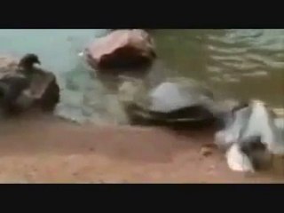 Lan Kaplumbağa Biz Seni Masum ve Merhametli Bilirdik :/