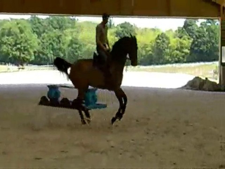 PRUNELLE DES BUISSONS