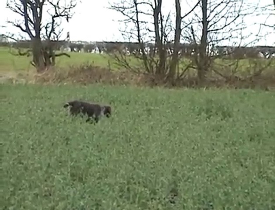 German Wirehaired pointer on pheasant