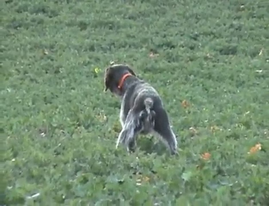German wirehaired pointer-2