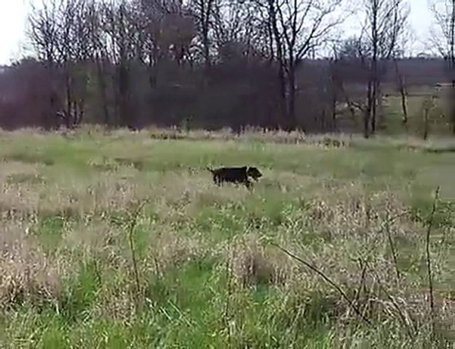 Drathaar ferma aport eğitim