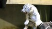 Naissance de deux bébés tigres blancs au zoo de Maubeuge