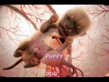 Amazing Pics of animals inside The womb