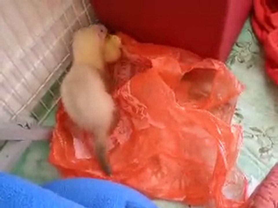 Luna et son poussin