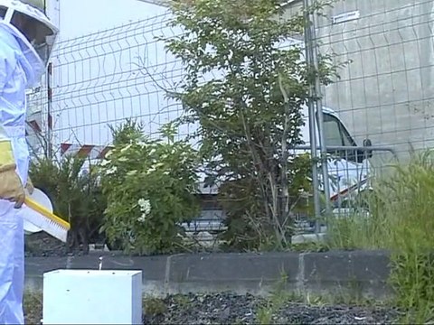 Récupération d'un essaim d'abeilles (20 mai 2010)