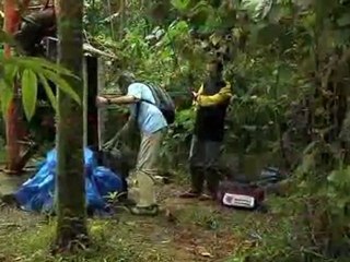 Microsoft Project in Brazil Helps Rainforest