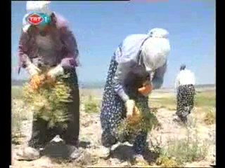 Kırka Kültürel Şenlikleri Yörelerimiz Türkülerimiz 7. bölüm