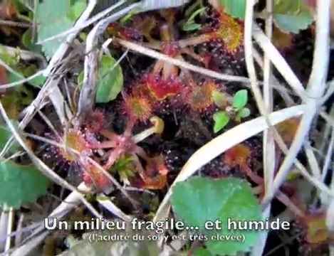 Plantes carnivores en Ardenne