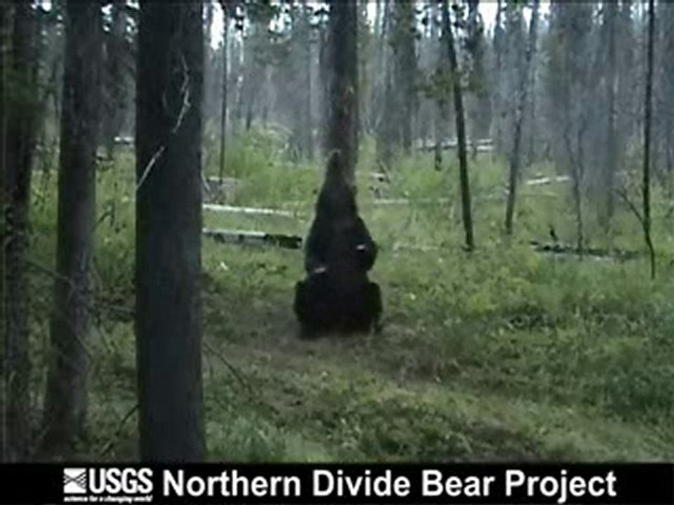 Bear Pole Dancing
