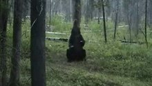 Bear Pole Dancing