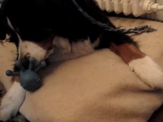 ANGIE - MAI 2010