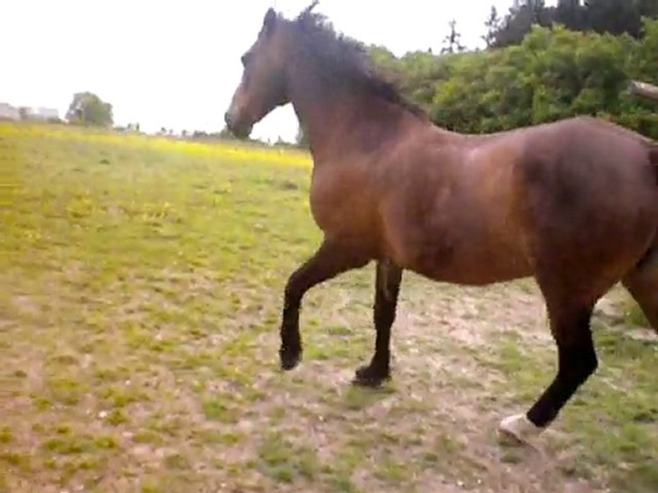 Waly montage du w-e prolongé