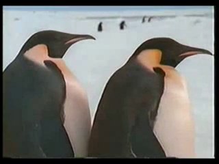 Penguenler