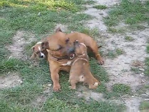 ELEVAGE DES TETES BRULEES