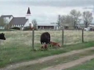 Harry REALLY Loves the cows