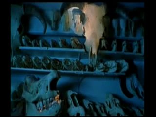 Fosil nedir, nasıl oluşur ?