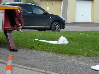 Intervention des pompiers de Château-Salins sur un essaim